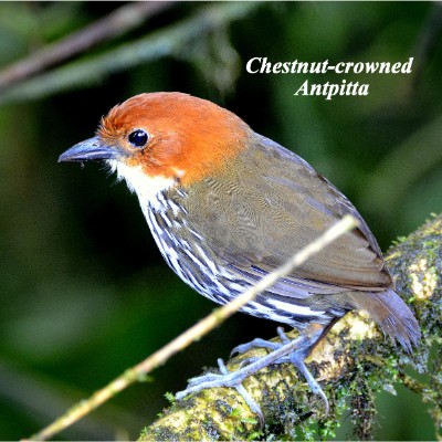 Chestnut-crowned Antpitta